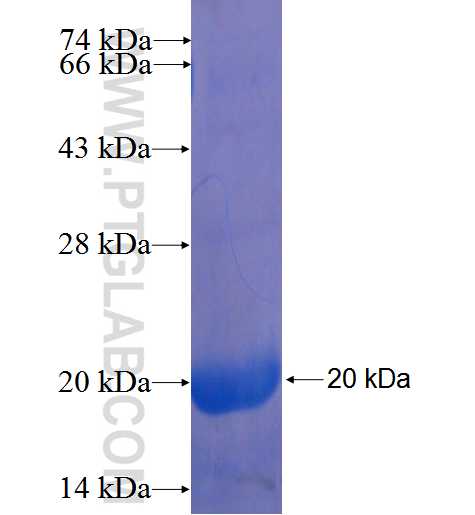 TR2IT1 fusion protein Ag22687 SDS-PAGE