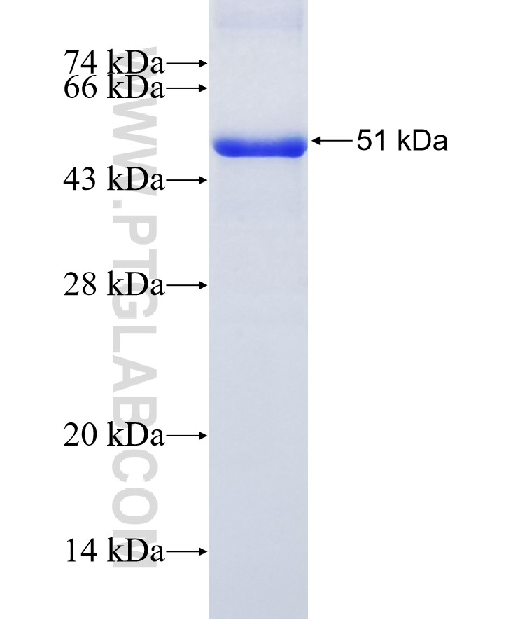 TRAF1 fusion protein Ag23957 SDS-PAGE