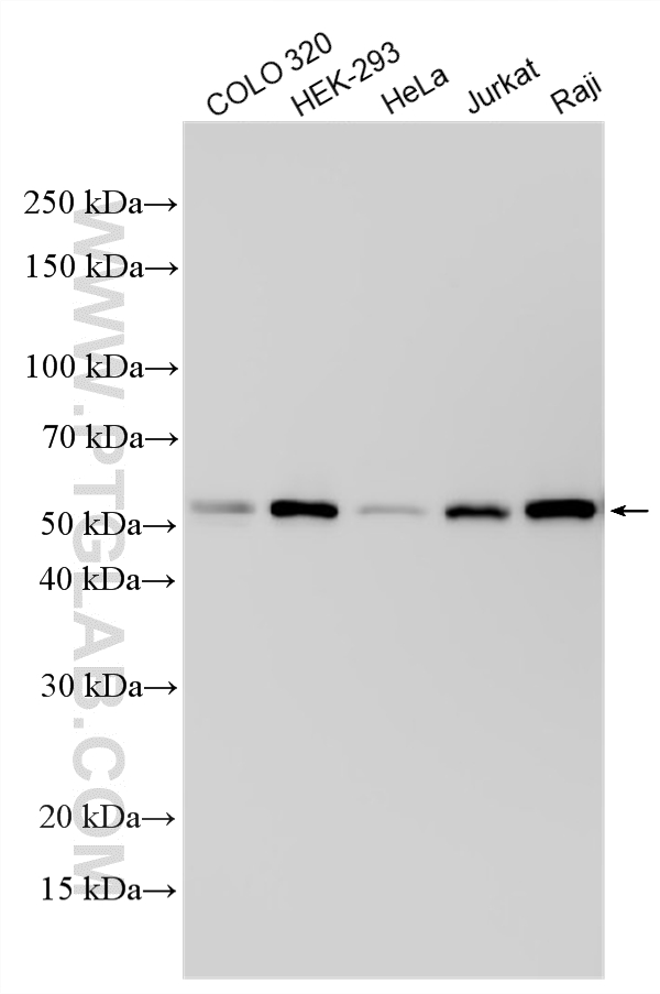 Western Blot (WB) analysis of various lysates using TRAF3 Polyclonal antibody (18099-1-AP)