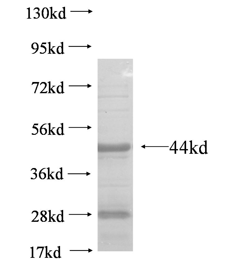 TRAF3IP1 fusion protein Ag5570 SDS-PAGE