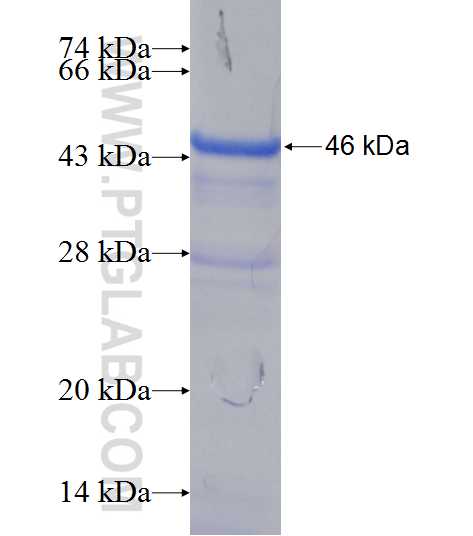 TRAF3IP2 fusion protein Ag24840 SDS-PAGE