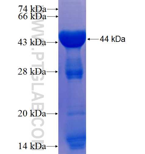 TRAF5 fusion protein Ag24598 SDS-PAGE