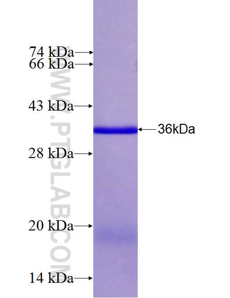 TRAFD1 fusion protein Ag26942 SDS-PAGE