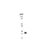 TRAIL mAb tested by Western blot. TRAIL detection by Western blot. The analysis was performed using 10 ug Jurkat whole-cell extract and TRAIL mAb at a 2 ug/ml dilution.
