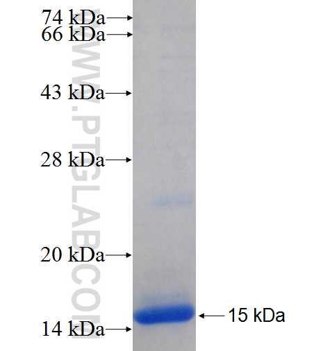 TRANK1 fusion protein Ag26218 SDS-PAGE