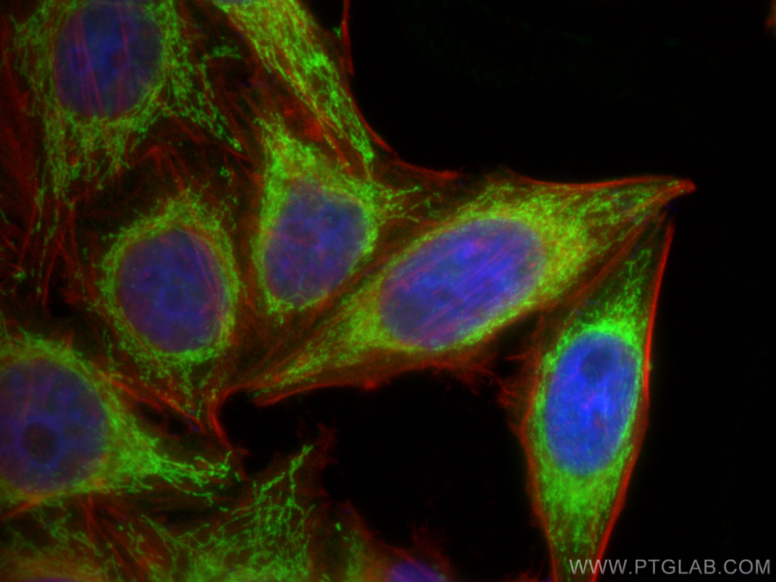 Immunofluorescence (IF) / fluorescent staining of HepG2 cells using TRAP1 Polyclonal antibody (10325-1-AP)