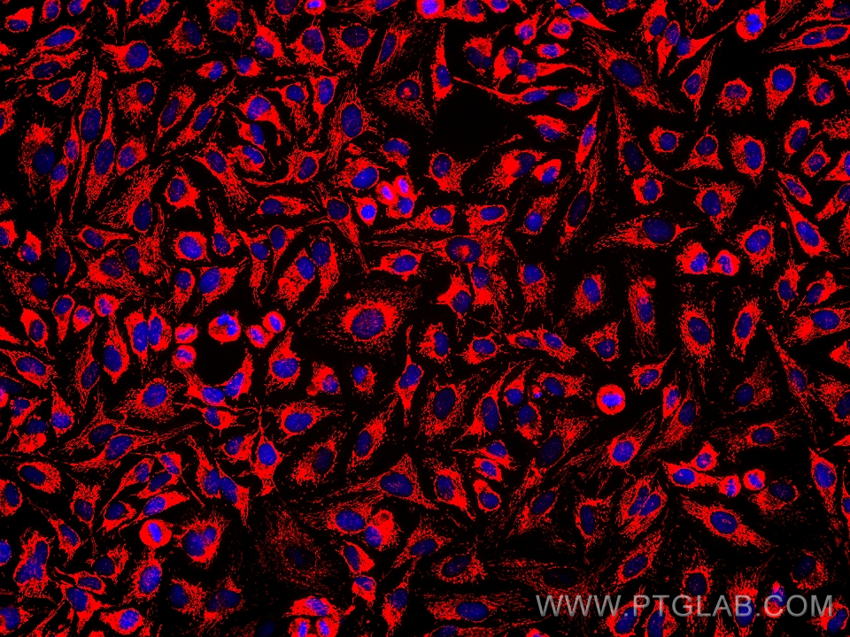 Immunofluorescence (IF) / fluorescent staining of HeLa cells using TRAP1 Monoclonal antibody (67693-1-Ig)