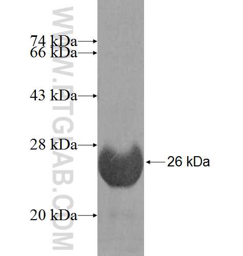 TRAPPC3 fusion protein Ag7806 SDS-PAGE