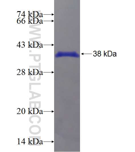 TRDN fusion protein Ag24286 SDS-PAGE