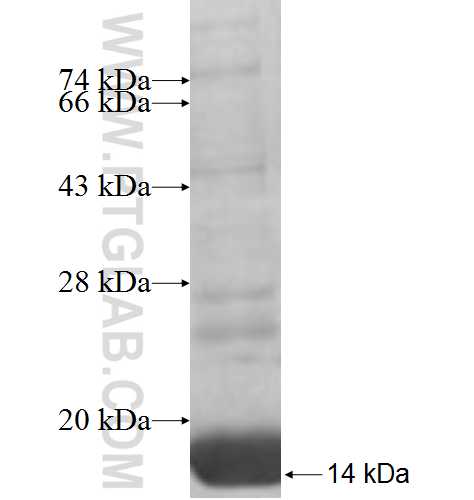 TRIAP1 fusion protein Ag7630 SDS-PAGE