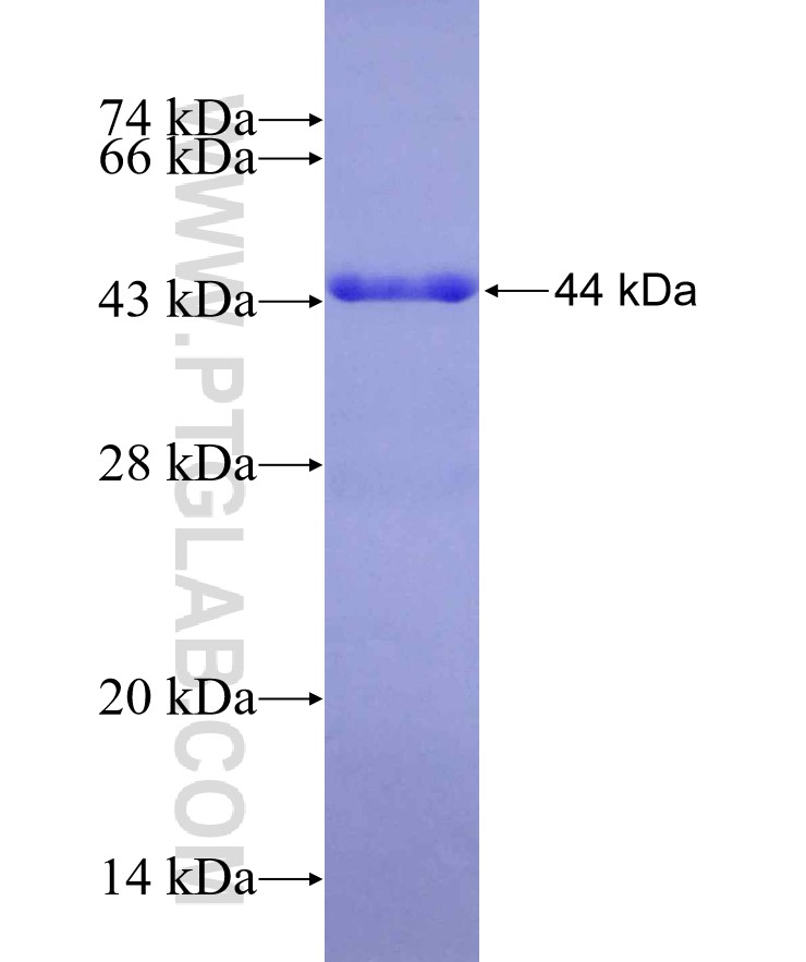 TRIB3 fusion protein Ag29523 SDS-PAGE