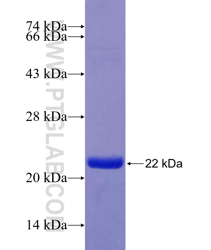 TRIB3 fusion protein Ag29542 SDS-PAGE