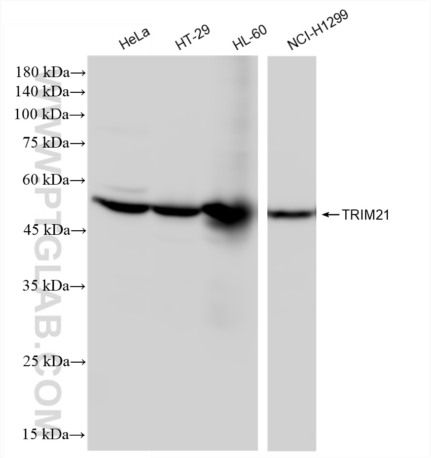 Western Blot (WB) analysis of various lysates using TRIM21 Recombinant antibody (83530-3-RR)