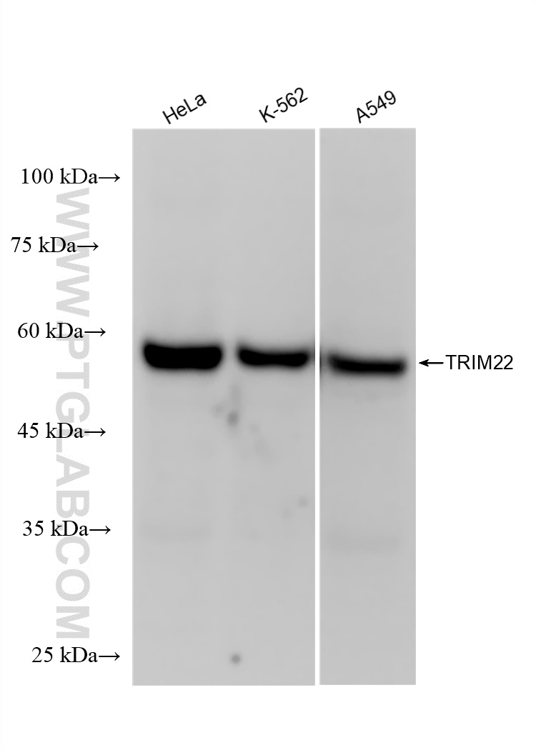 Western Blot (WB) analysis of various lysates using TRIM22 Recombinant antibody (83479-4-RR)