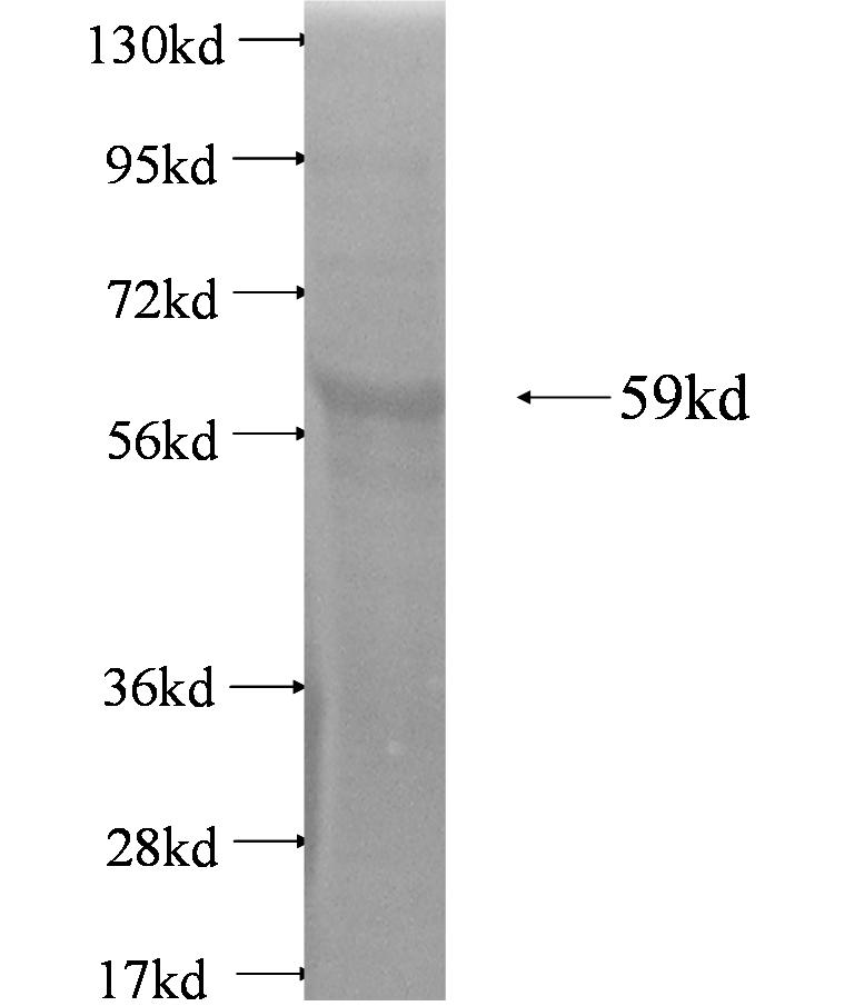 TRIM23 fusion protein Ag3302 SDS-PAGE