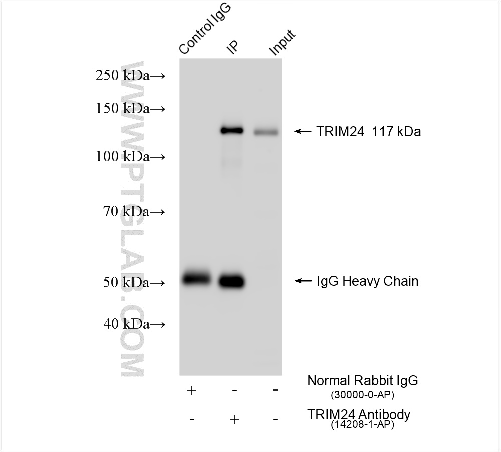 Immunoprecipitation (IP) experiment of HeLa cells using TRIM24 Polyclonal antibody (14208-1-AP)