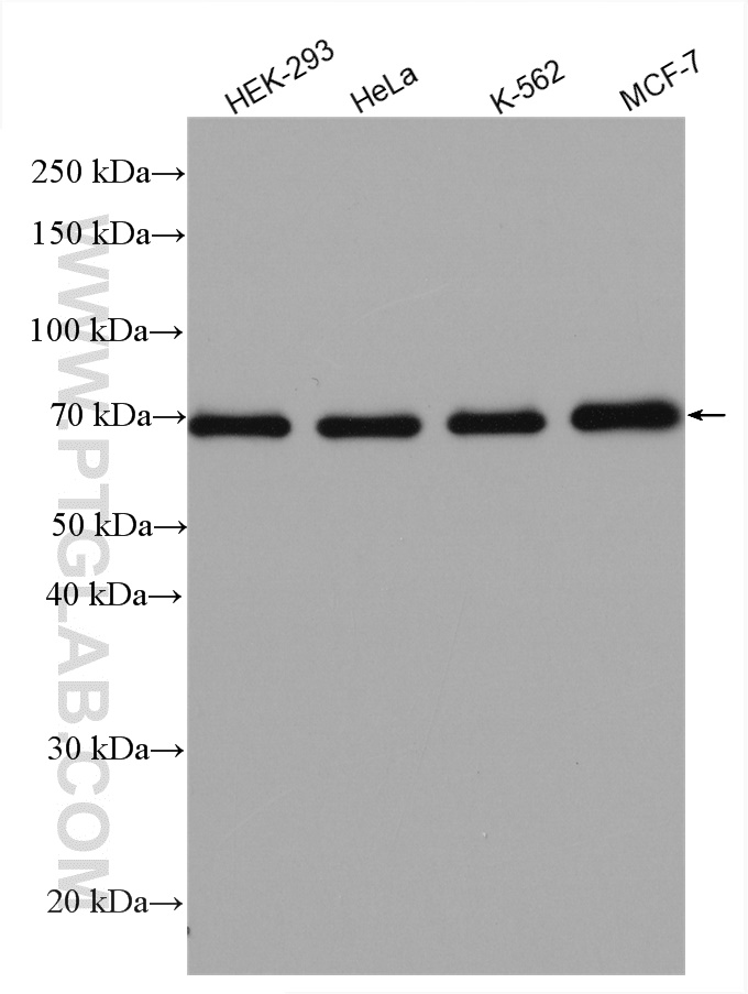 Western Blot (WB) analysis of various lysates using TRIM25 Polyclonal antibody (12573-1-AP)