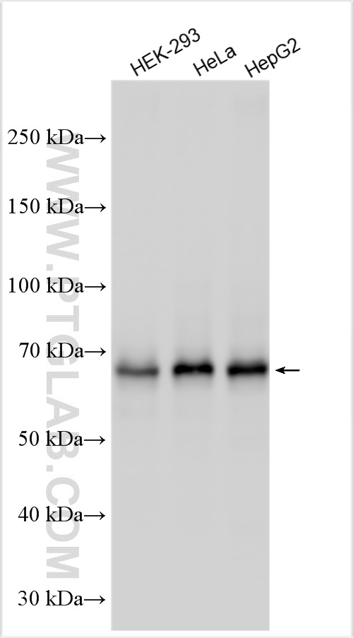 Western Blot (WB) analysis of various lysates using TRIM25 Polyclonal antibody (12573-1-AP)