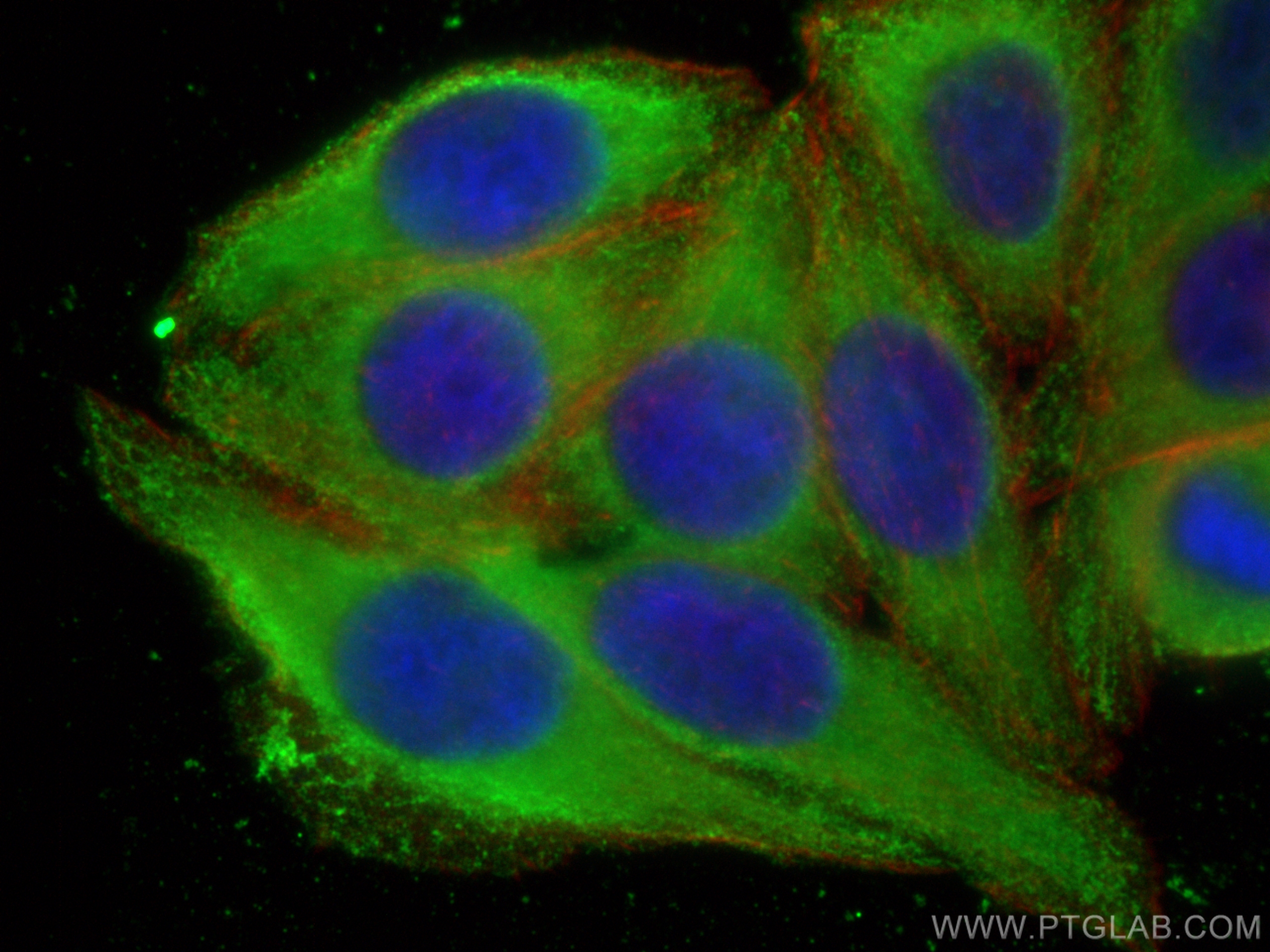 Immunofluorescence (IF) / fluorescent staining of HepG2 cells using TRIM40 Monoclonal antibody (67073-1-Ig)