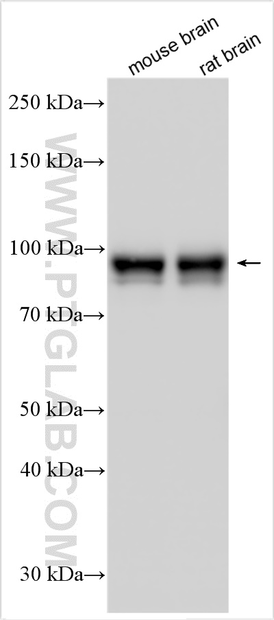 Western Blot (WB) analysis of various lysates using TRIM46 Polyclonal antibody (21026-1-AP)