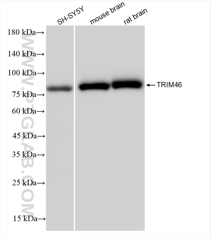 Western Blot (WB) analysis of various lysates using TRIM46 Recombinant antibody (83614-2-RR)