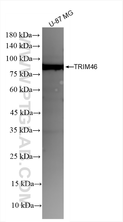 Western Blot (WB) analysis of U-87 MG cells using TRIM46 Recombinant antibody (83614-2-RR)