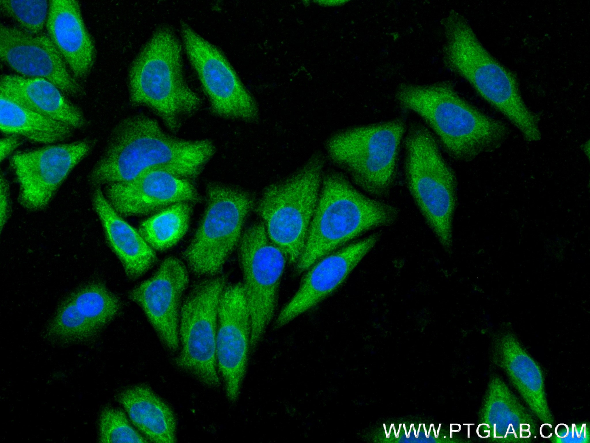 Immunofluorescence (IF) / fluorescent staining of HepG2 cells using TRIM46 Recombinant antibody (83614-5-RR)