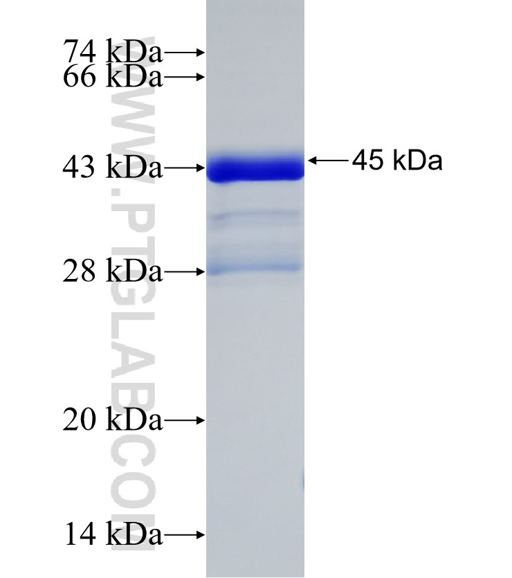 TRIM46 fusion protein Ag33175 SDS-PAGE