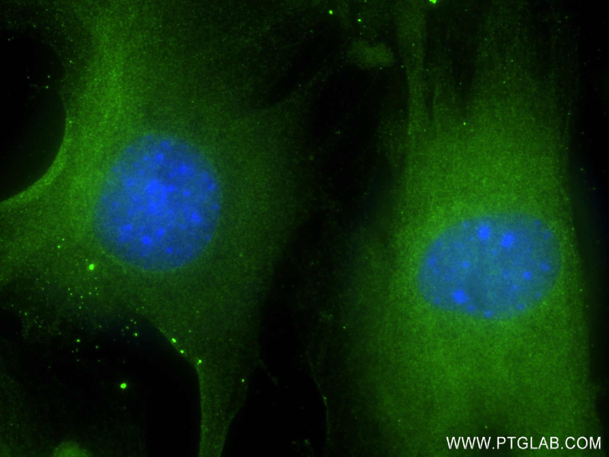 Immunofluorescence (IF) / fluorescent staining of C2C12 cells using TRIM54 Recombinant antibody (83175-2-RR)