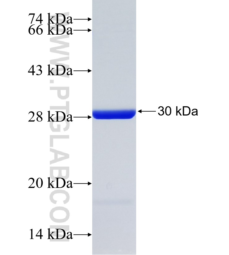 TRIM61 fusion protein Ag21656 SDS-PAGE