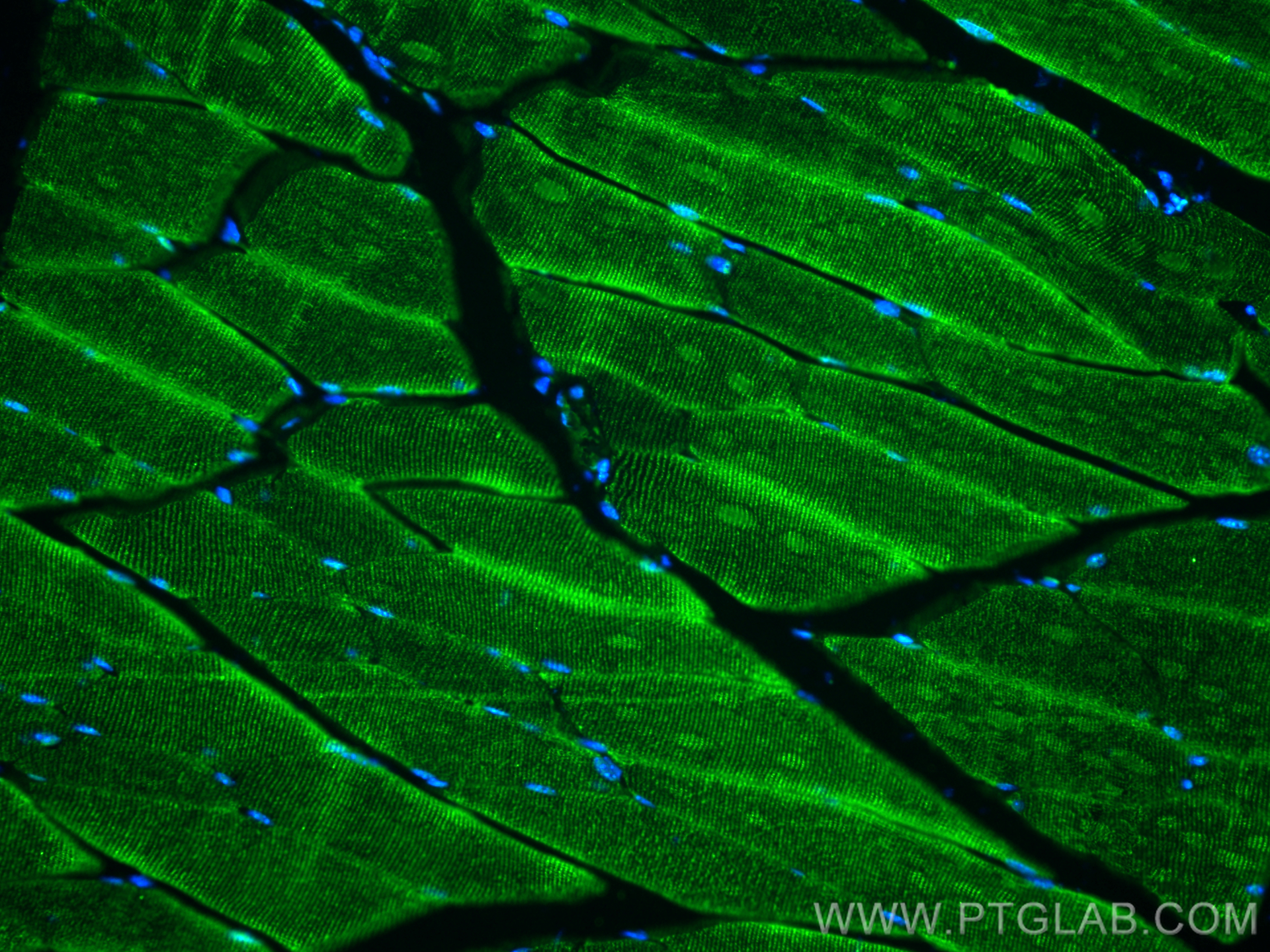 Immunofluorescence (IF) / fluorescent staining of mouse skeletal muscle tissue using TRIM63 Polyclonal antibody (55456-1-AP)