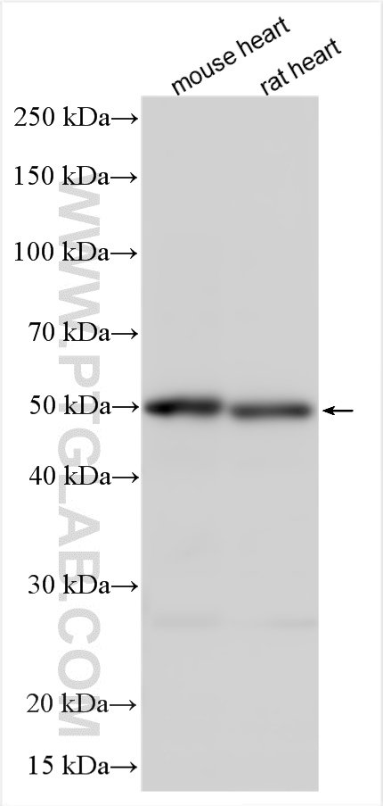 Western Blot (WB) analysis of various lysates using TRIM7 Polyclonal antibody (26285-1-AP)