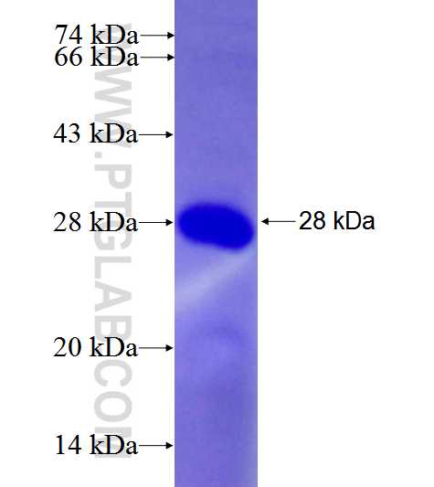 TRIM8 fusion protein Ag26544 SDS-PAGE