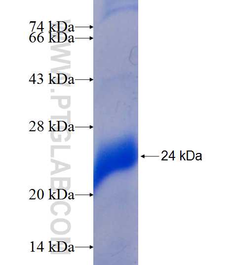 TRIML1 fusion protein Ag9507 SDS-PAGE