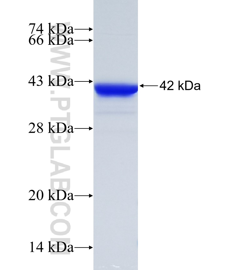 Trio Fusion Protein Ag34954 