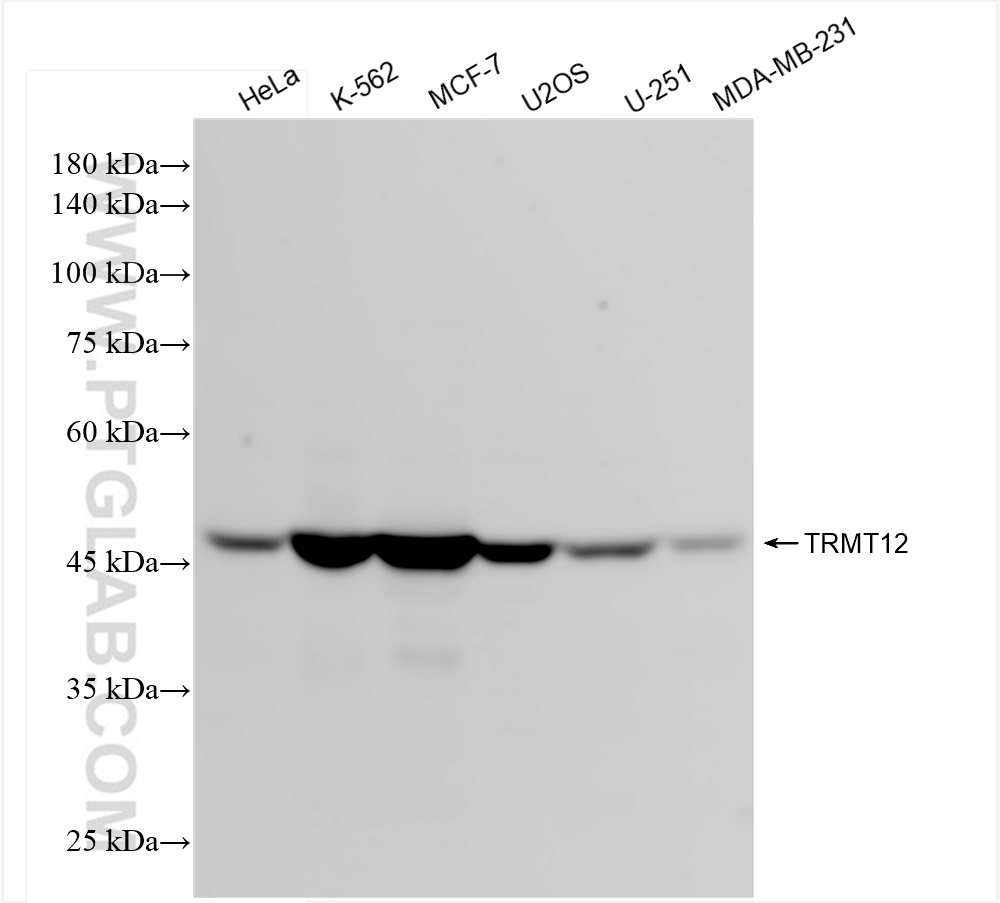 Western Blot (WB) analysis of various lysates using TRMT12 Recombinant antibody (84167-3-RR)