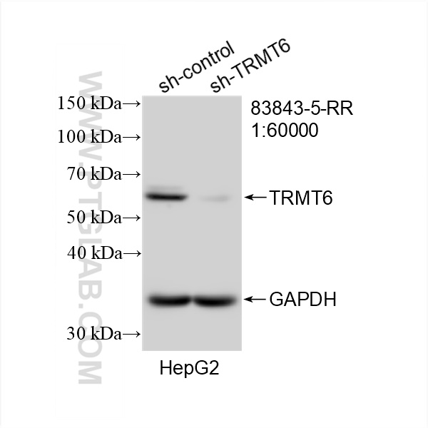 Western Blot (WB) analysis of HepG2 cells using TRMT6 Recombinant antibody (83843-5-RR)