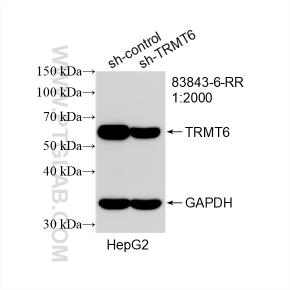 Western Blot (WB) analysis of HepG2 cells using TRMT6 Recombinant antibody (83843-6-RR)