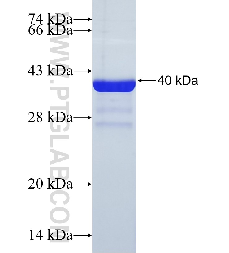 TRO fusion protein Ag26591 SDS-PAGE