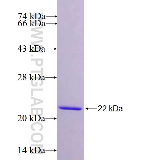 TRO fusion protein Ag26654 SDS-PAGE