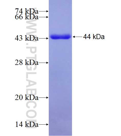 TRPC1 fusion protein Ag28890 SDS-PAGE