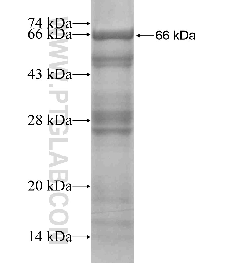 TRPM4 fusion protein Ag17132 SDS-PAGE