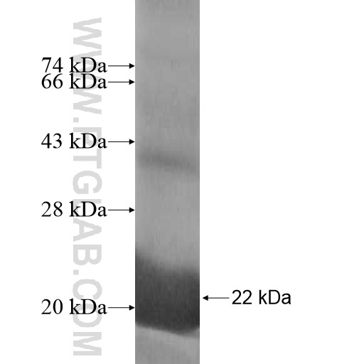 TSC22D1 fusion protein Ag10728 SDS-PAGE