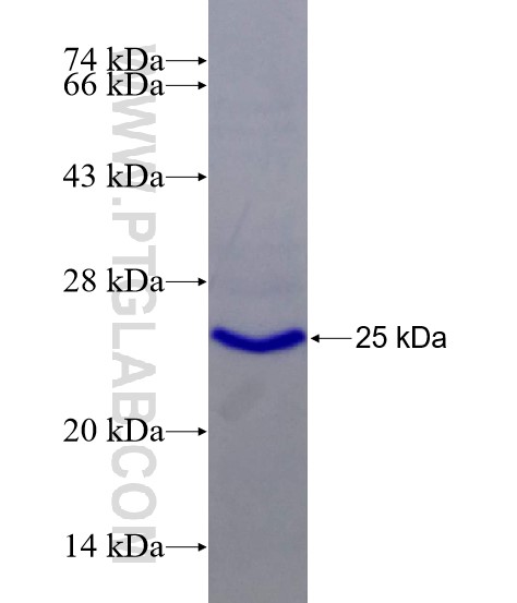 TSEPA fusion protein Ag26395 SDS-PAGE