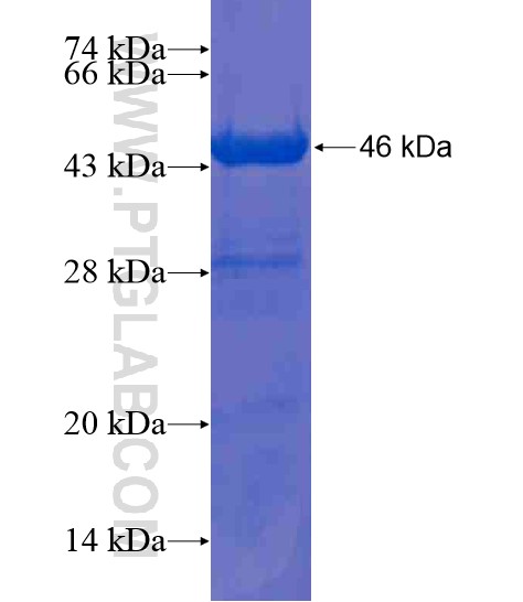 TSNARE1 fusion protein Ag21331 SDS-PAGE