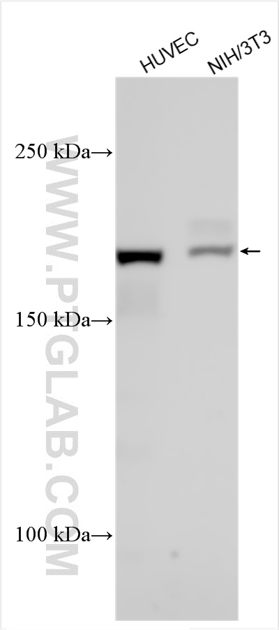 Western Blot (WB) analysis of various lysates using Thrombospondin 1 Polyclonal antibody (18304-1-AP)