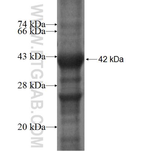 TSPAN1 fusion protein Ag8786 SDS-PAGE