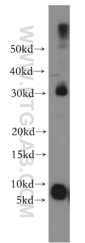 Western Blot (WB) analysis of mouse lung tissue using TSPAN13 Polyclonal antibody (13570-1-AP)