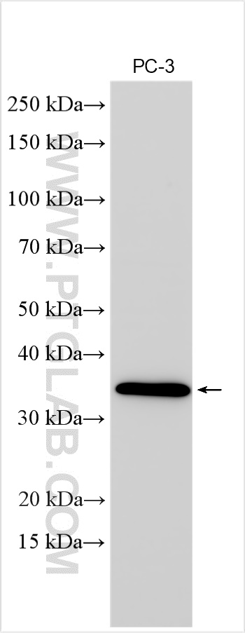 Western Blot (WB) analysis of PC-3 cells using TSPAN13 Polyclonal antibody (30072-1-AP)