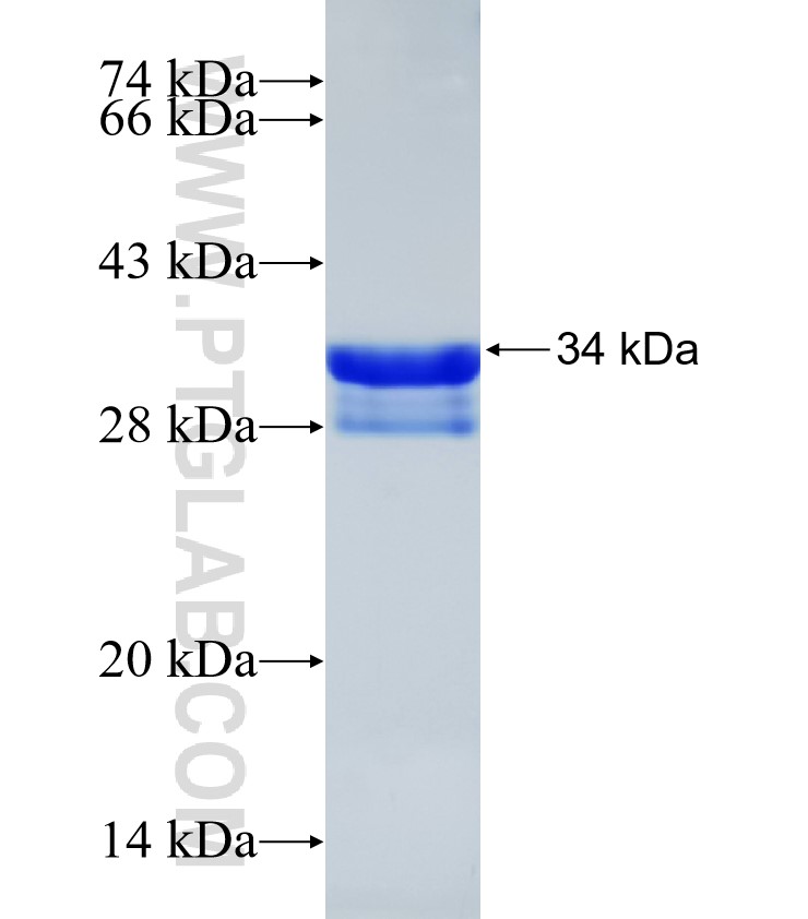 TSPAN13 fusion protein Ag32345 SDS-PAGE